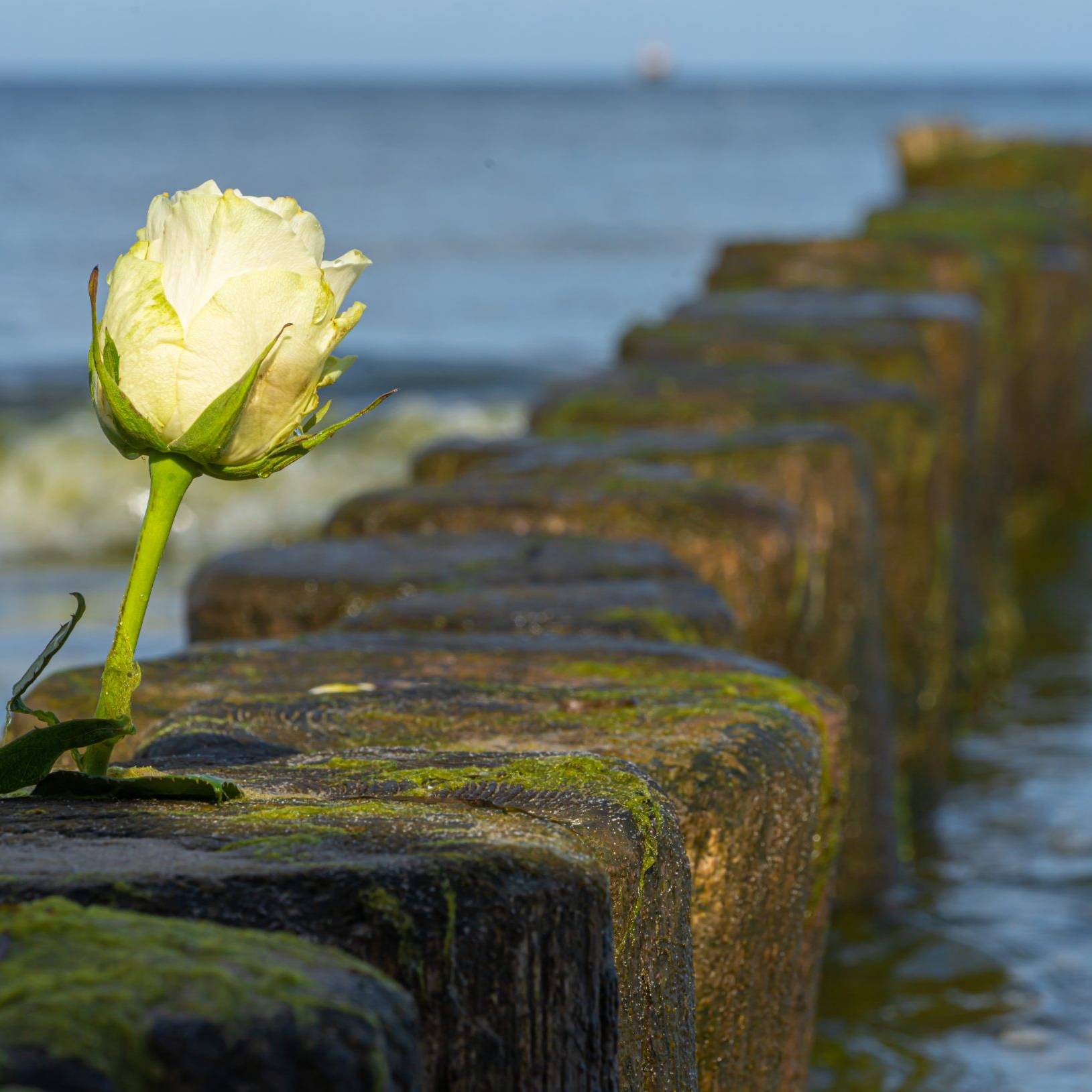 Weiße Rose auf den Buhnen der Ostsee