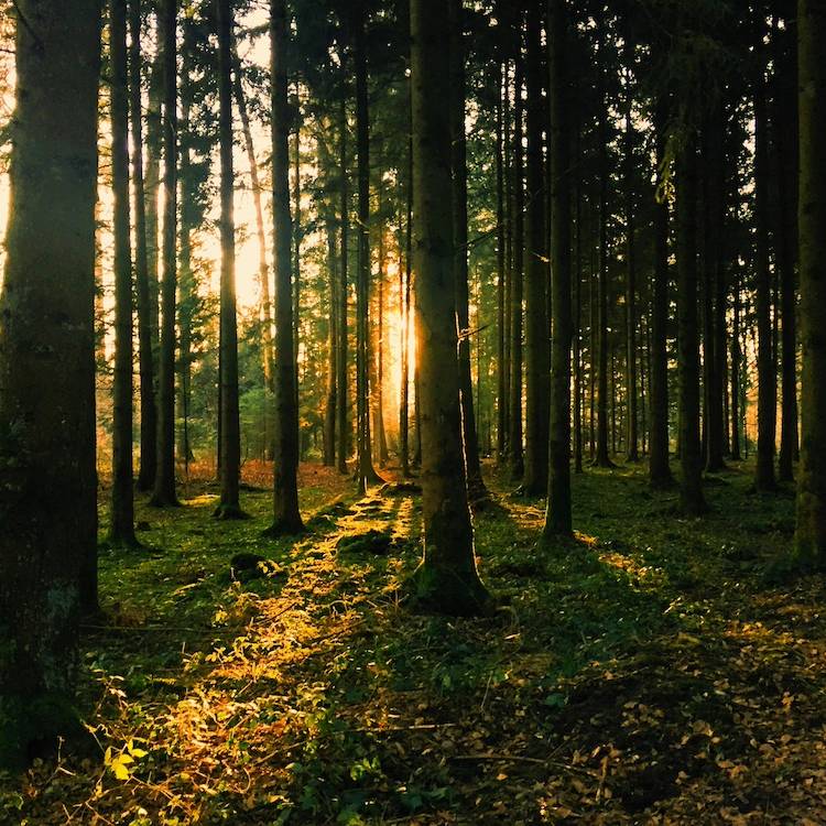 Ein dichter Wald mit hohen, grünen Bäumen und einem dichten Blätterdach. Sonnenstrahlen dringen durch das Laub und erzeugen ein Spiel aus Licht und Schatten auf dem Waldboden, der mit Moos und Laub bedeckt ist.